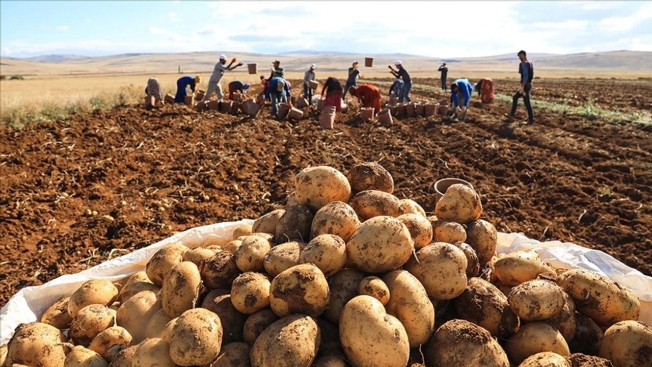 Patates nasıl ekilir? Patatesin böceklenmemesi için bu yönteme dikkat!